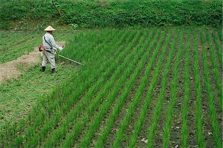 simsearch:841-02903197,k - Man in field cutting rice in Kiso Valley, Okute, Japan, Asia Stock Photo - Rights-Managed, Code: 841-02918669