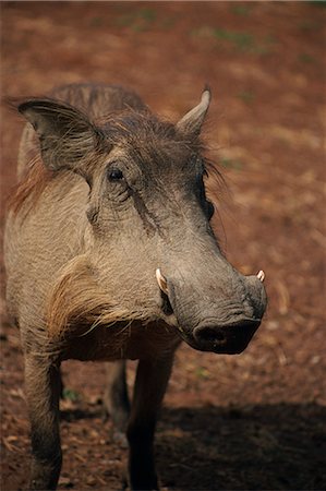 Warthog, Mole National Park, Ghana, West Africa, Africa Stock Photo - Rights-Managed, Code: 841-02918683