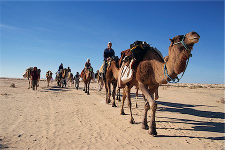 simsearch:841-03031667,k - Tourists on camel trek, near Douz, Sahara desert, Tunisia, North Africa, Africa Foto de stock - Con derechos protegidos, Código: 841-02918693