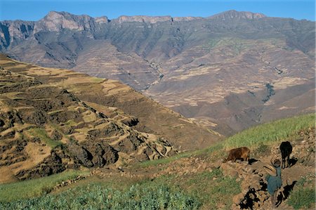 Terraced fields near Ambikwa village, Simien Mountains National Park, UNESCO World Heritage Site, Ethiopia, Africa Stock Photo - Rights-Managed, Code: 841-02918765