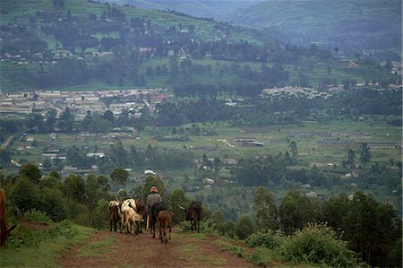 Man herding cattle with Kabale town in background, Kabale, Uganda, East Africa, Africa Stock Photo - Rights-Managed, Code: 841-02918806