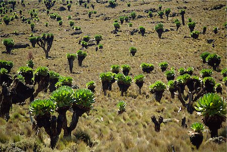 simsearch:841-02918824,k - Séneçon géant, Parc National du mont Kenya, Kenya, Afrique de l'est, Afrique Photographie de stock - Rights-Managed, Code: 841-02918815