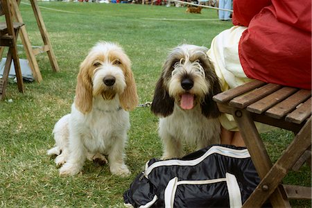 simsearch:841-02915461,k - Two dogs at dog show, England, United Kingdom, Europe Stock Photo - Rights-Managed, Code: 841-02918851