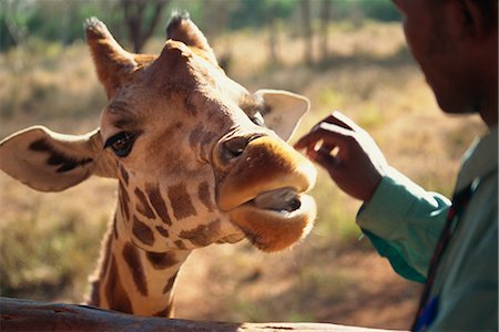 Giraffe Centre, Nairobi, Kenya, East Africa, Africa Fotografie stock - Rights-Managed, Codice: 841-02919025