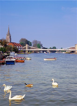 simsearch:841-02919118,k - Swans on the River Thames with suspension bridge in the background, Marlow, Buckinghamshire, England, United Kingdom, Europe Foto de stock - Con derechos protegidos, Código: 841-02919094