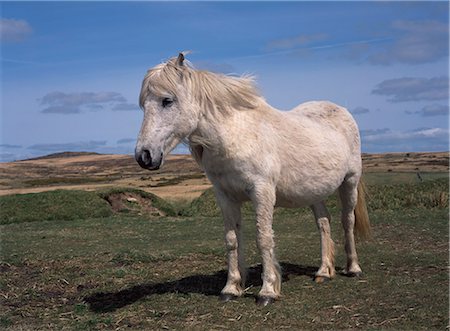 simsearch:862-08699061,k - Dartmoor pony, Devon, England, United Kingdom, Europe Stock Photo - Rights-Managed, Code: 841-02919151