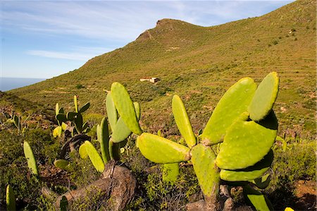 prickly pear cactus - El Roque and succulent vegetation, Arona, south west Tenerife interior, Canary Islands, Spain, Europe Foto de stock - Con derechos protegidos, Código: 841-02919799