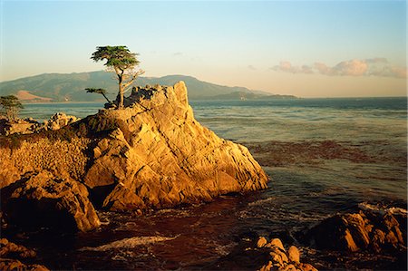 Lone cypress tree on rocky outcrop at dusk, Carmel, California, United States of America, North America Fotografie stock - Rights-Managed, Codice: 841-02919963