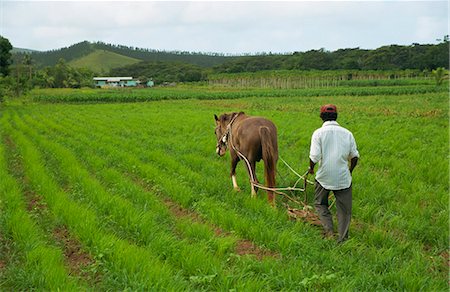 Agriculture dans les Highlands, Fidji, Iles du Pacifique Pacifique Photographie de stock - Rights-Managed, Code: 841-02919999