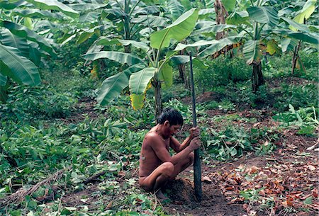 south american indigenous tribes - Yanomami man using traditional digging stick, Brazil, South America Stock Photo - Rights-Managed, Code: 841-02924018