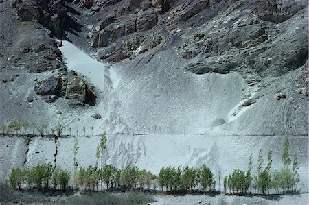 Line of trees near Stok, Ladakh, India, Asia Foto de stock - Con derechos protegidos, Código: 841-02924059