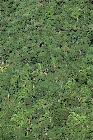 Thick jungle from the air, Cayo District, Belize, Cental America Stock Photo - Rights-Managed, Code: 841-02924099