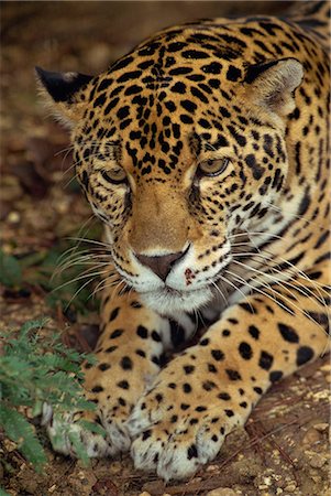 Jaguar, Belize, Central America Stock Photo - Rights-Managed, Code: 841-02924123