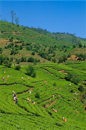 Cueilleurs de thé au travail, Pedro Estate, Nuwara Eliya, Sri Lanka, Asie Photographie de stock - Rights-Managed, Code: 841-02924322