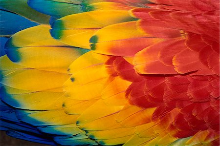 papagaio (pássaro) - Feathers of scarlet macaw, Guatemala, Central America Foto de stock - Direito Controlado, Número: 841-02924450