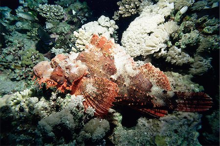 Mortelle poissons-pierres, large de Sharm el-Sheikh, Sinaï, mer rouge, Egypte, Afrique du Nord, Afrique Photographie de stock - Rights-Managed, Code: 841-02924474