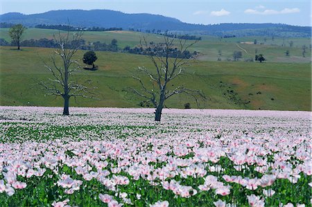 Fields of flowering opium poppies grown legally for morphine production, Tasmania, Australia, Pacific Stock Photo - Rights-Managed, Code: 841-02925426