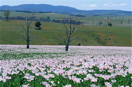 poppi castle - Champs de fleurs de pavot cultivés légalement pour la production de la morphine, la Tasmanie, en Australie, Pacifique Photographie de stock - Rights-Managed, Code: 841-02925426