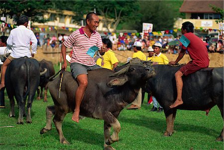 Buffalo racing held annually at Kota Belud at the Tamu or Sunday market where buffalo sales held weekly, in Sabah, Malaysia, Borneo, Southeast Asia, Asia Stock Photo - Rights-Managed, Code: 841-02925433