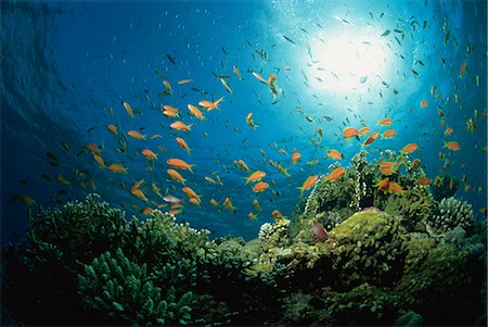 Reef scene with Anthias fish and coral, Red Sea, Egypt, Africa Stock Photo - Rights-Managed, Code: 841-02925446