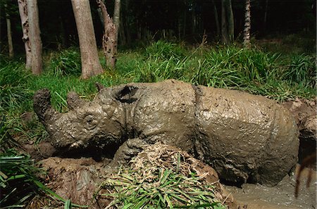 endangered species in united kingdom - Male Torgamba, hairy rhino (Sumatran rhino), near extinct as only 500 left, in captive breeding programme, Port Lympne Zoo, Kent, England, United Kingdom, Europe Stock Photo - Rights-Managed, Code: 841-02925442