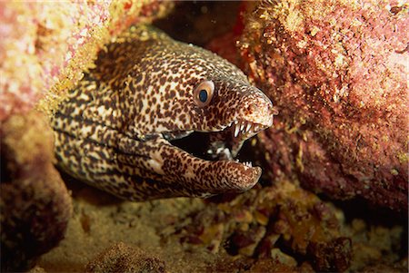 Spotted moray eel (Gymnothorax moringa) feeds in the open during the night, Tobago, West Indies, Caribbean, Central America Foto de stock - Con derechos protegidos, Código: 841-02925451