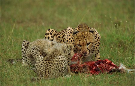 simsearch:841-03060833,k - Guépard (Acinonyx jubatus), avec les louveteaux et les proies, Masai Mara, Kenya, Afrique de l'est, Afrique Photographie de stock - Rights-Managed, Code: 841-02925467