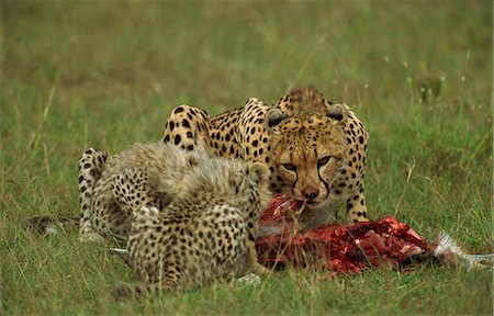 simsearch:841-02824909,k - Cheetah (Acinonyx jubatus), with cubs and prey, Masai Mara, Kenya, East Africa, Africa Stock Photo - Rights-Managed, Code: 841-02925467