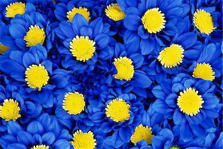 simsearch:841-02707512,k - Blaue Chrysanthemen Stockbilder - Lizenzpflichtiges, Bildnummer: 841-02925469