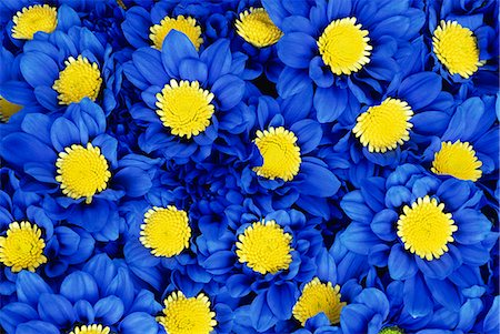 simsearch:841-02924371,k - Chrysanthèmes bleus Photographie de stock - Rights-Managed, Code: 841-02925469