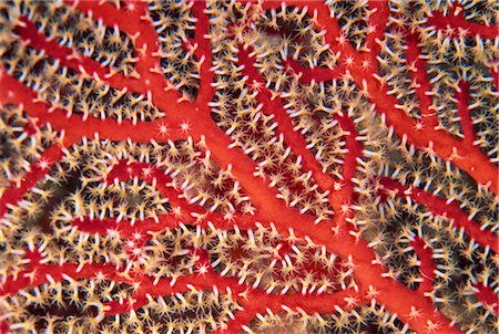 Gros plan du ventilateur de la mer rouge, membre de l'octocoral familiale, Subergorgia espèce, Fidji, Pacifique Photographie de stock - Rights-Managed, Code: 841-02925478