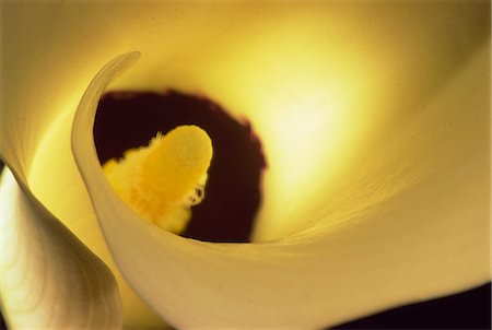 Close-up of arum Foto de stock - Con derechos protegidos, Código: 841-02925506