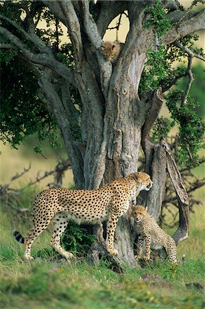 simsearch:841-02717076,k - Cheetah cubs (Acinonyx jubatus) eight months old, playing in tree, Masai Mara National Reserve, Kenya, East Africa, AFrica Foto de stock - Direito Controlado, Número: 841-02925545