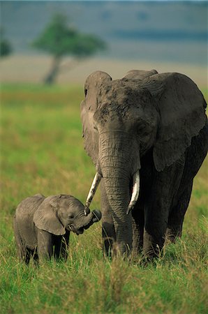 simsearch:841-03490181,k - Femelle et veau, éléphant d'Afrique, Masai Mara National Reserve, Kenya, Afrique de l'est, Afrique Photographie de stock - Rights-Managed, Code: 841-02925547