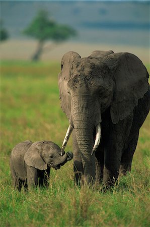 simsearch:841-02824945,k - Femelle et veau, éléphant d'Afrique, Masai Mara National Reserve, Kenya, Afrique de l'est, Afrique Photographie de stock - Rights-Managed, Code: 841-02925547