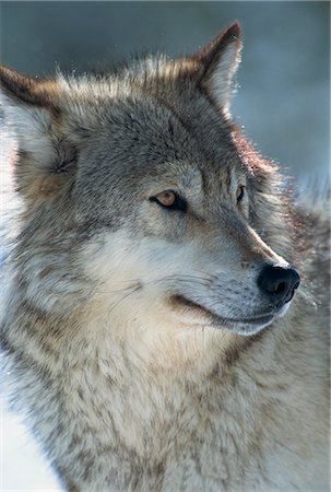 simsearch:841-02943754,k - Wolf (Canis lupis), Grizzly Discovery Centre, Montana, United States of America, North America Foto de stock - Direito Controlado, Número: 841-02925541
