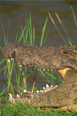 simsearch:841-03060931,k - Crocodile se dorer au soleil sur la berge, Masai Mara, Kenya, Afrique de l'est, Afrique Photographie de stock - Rights-Managed, Code: 841-02925557