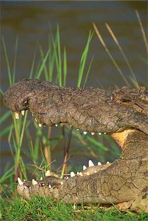 simsearch:841-03490181,k - Crocodile se dorer au soleil sur la berge, Masai Mara, Kenya, Afrique de l'est, Afrique Photographie de stock - Rights-Managed, Code: 841-02925557