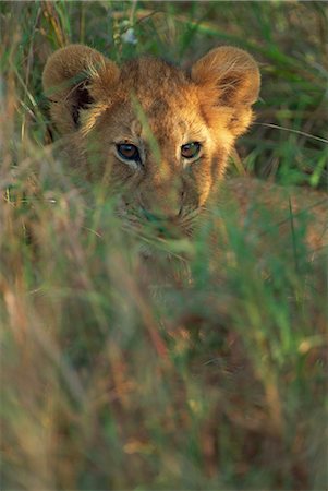 simsearch:841-03490181,k - Cub Lion (Panthera leo) en herbe, Masai Mara, Kenya, Afrique de l'est, Afrique Photographie de stock - Rights-Managed, Code: 841-02925558