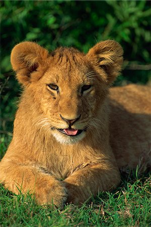 simsearch:841-02918816,k - Lion cub (Panthera leo), Masai Mara National Reserve, Kenya, East Africa, Africa Stock Photo - Rights-Managed, Code: 841-02925559