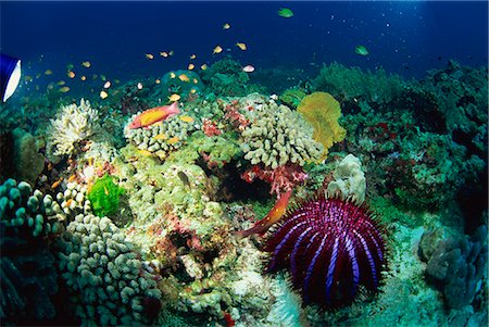 estrella de mar - Crown of thorns starfish (Acanthaster planci) eats coral on a healthy reef, Similan Islands, Thailand, Southeast Asia, Asia Foto de stock - Con derechos protegidos, Código: 841-02925550