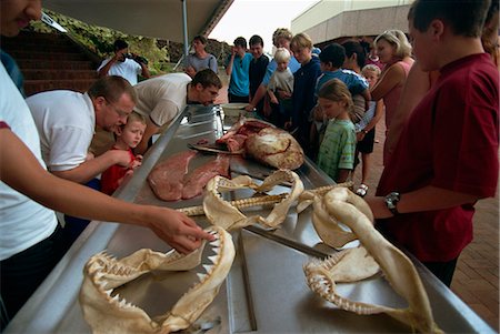 durban - Lecture on sharks, Natal Sharks Board, Durban, South Africa, Africa Foto de stock - Direito Controlado, Número: 841-02925565