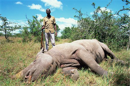 Dormir en voie de disparition rhinocéros noir (diceros bicornis) est surveillé 24 heures par jour, Sweetwaters, Kenya, Afrique de l'est, Afrique Photographie de stock - Rights-Managed, Code: 841-02925574