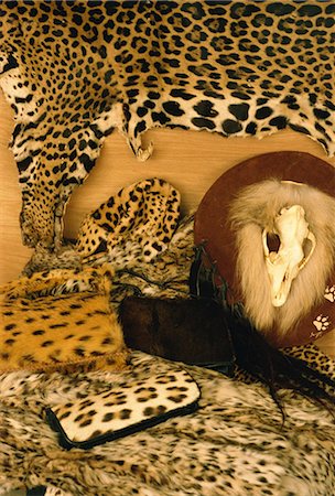 Confiscated CITES listed derivative products, including jaguar skin, leopard hat, bag and sealskin and cerval bags, wolfskull shield, Customs Warehouse, London Heathrow Airport, England, United Kingdom, Europe Fotografie stock - Rights-Managed, Codice: 841-02925576