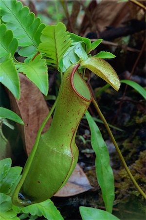 simsearch:841-02832452,k - Nepenthes reinwardtiana, rare carnivorous plant in dipterocarp rainforest, Danum Valley, Sabah, Malaysia, Borneo, Southeast Asia, Asia Stock Photo - Rights-Managed, Code: 841-02925573