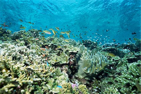 sabah - Shallow top of the reef is nursery for young fish, Sabah, Malaysia, Southeast Asia, Asia Stock Photo - Rights-Managed, Code: 841-02925610