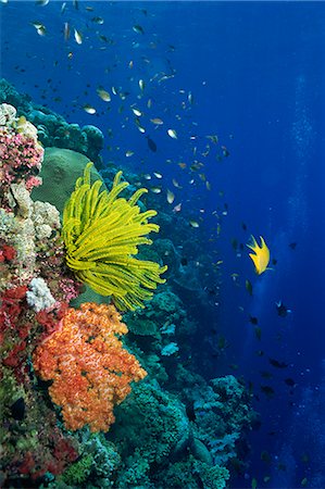 Shallow top of reef serving as a nursery for young fish, Sabah, Malaysia, Borneo, Southeast Asia, Asia Foto de stock - Con derechos protegidos, Código: 841-02925611