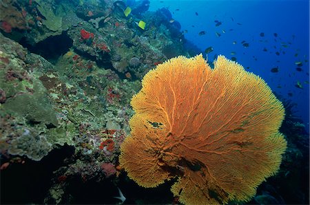 Gorgonian fan coral on reef slope, Sabah, Malaysia, Borneo, Southeast Asia, Asia Foto de stock - Con derechos protegidos, Código: 841-02925612