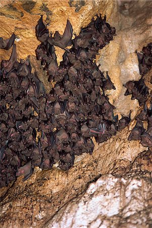 Bats at Goa Lawah, a temple, provide sustenance for legendary giant snake Naga Basuki, Bali, Indonesia, Southeast Asia, Asia Stock Photo - Rights-Managed, Code: 841-02925631