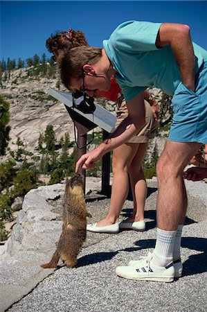 Alpine marmot, Yosemite National Park, California, United States of America, North America Stock Photo - Rights-Managed, Code: 841-02925664